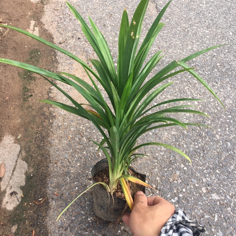 3 Cây Lá Nếp ( Dứa Thơm) Trồng trong bầu đất