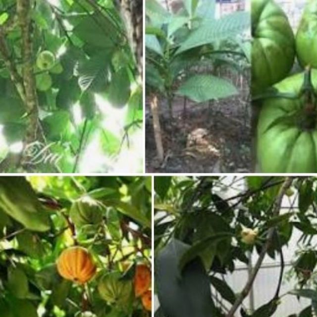 CÂY GIỐNG CÂY TAI CHUA ( CÂY BỨA CỌNG )