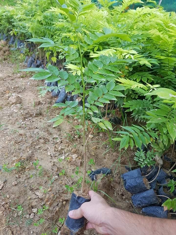 Cây sưa đỏ khỏe mạnh, dễ trồng kinh tế cao