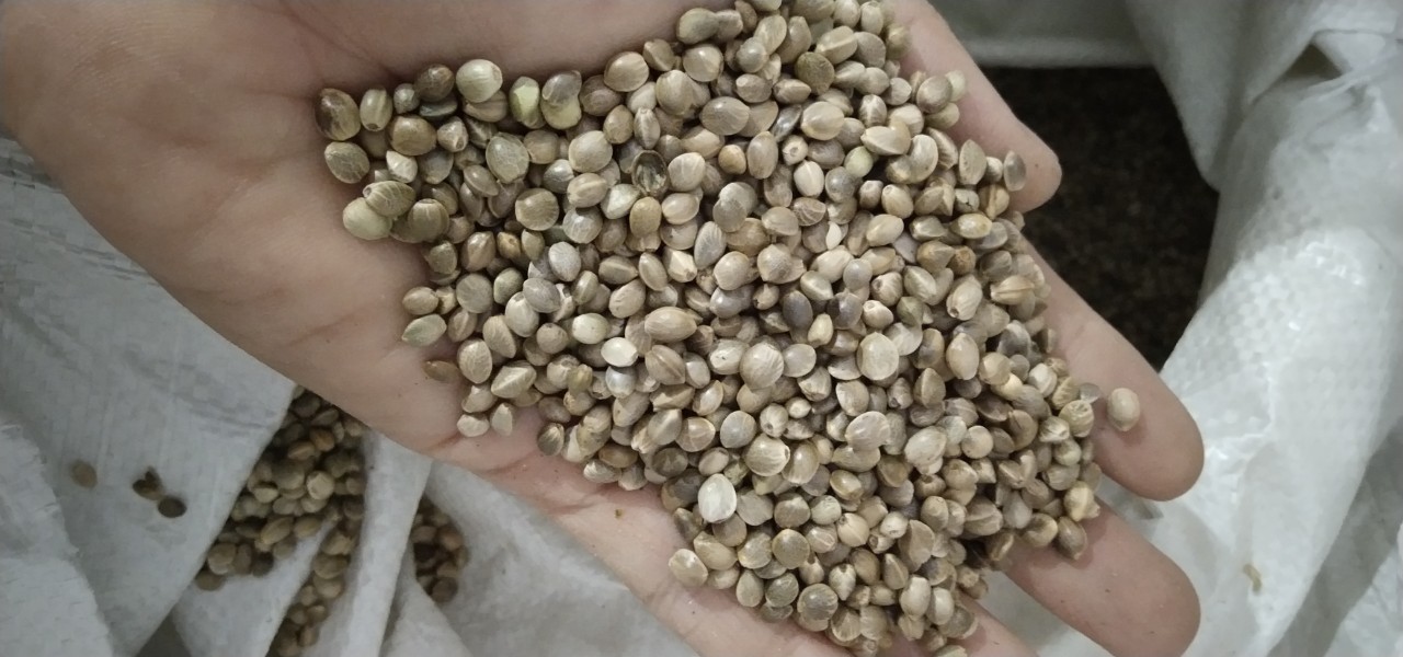 1Kg hạt Láng gà(tròn) cho thú cưng,vẹt và chim