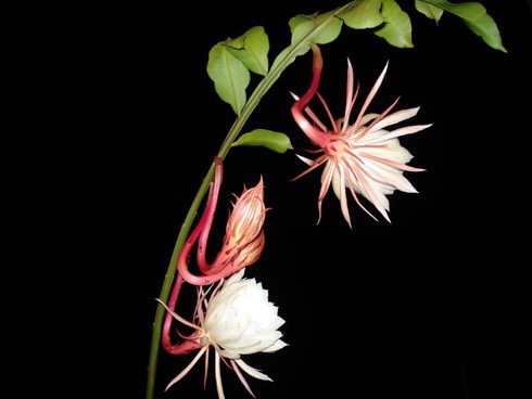 Quỳnh Hương- Dạ Quỳnh - Chậu Giống