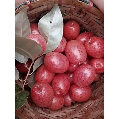 Cây giống Nhót Ngọt Mỹ