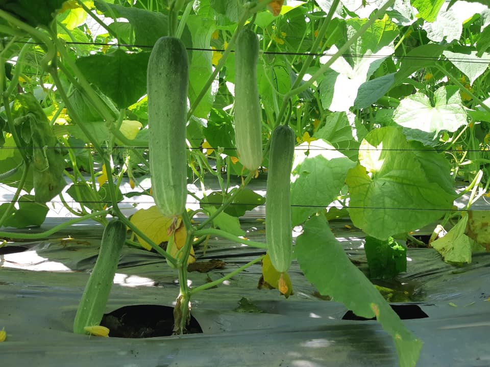Hạt Giống Dưa Leo AGRI MEKONG 666 - (10gr/gói 400 hạt )