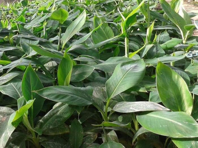 CÂY GIỐNG CHUỐI TÍM CẤY MÔ F1