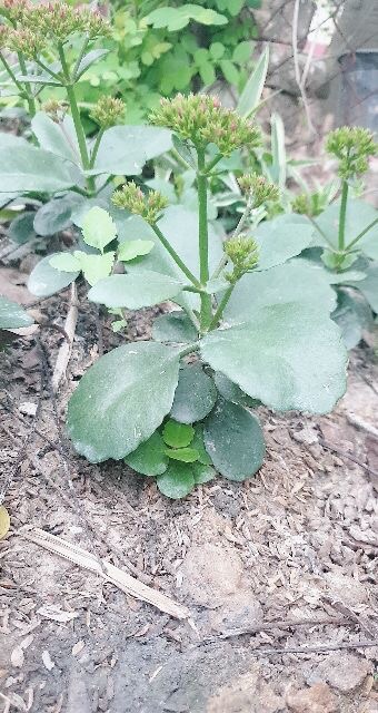 Cây giống sống đời ta