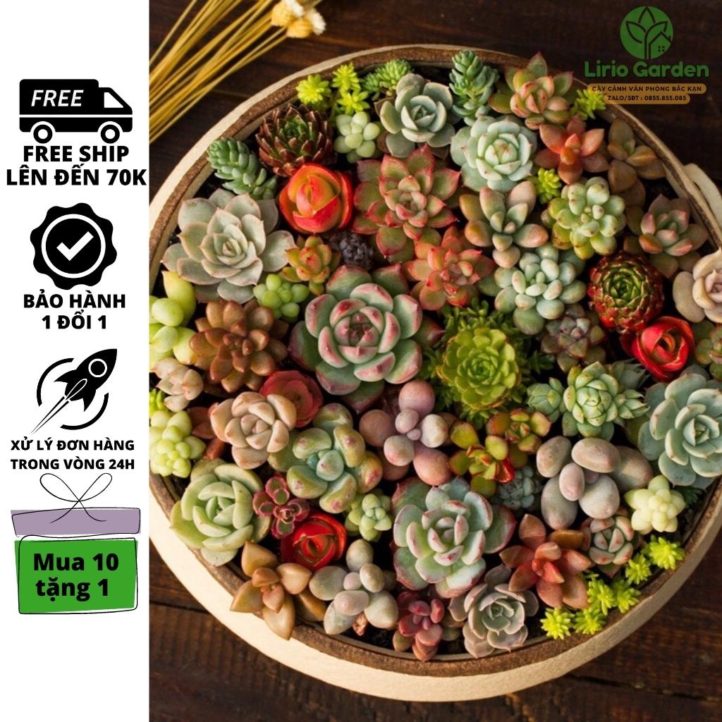 [ Mua 10 tặng 1 ] Combo 10 cây sen đá nhỏ mix cây gửi ngẫu nhiên