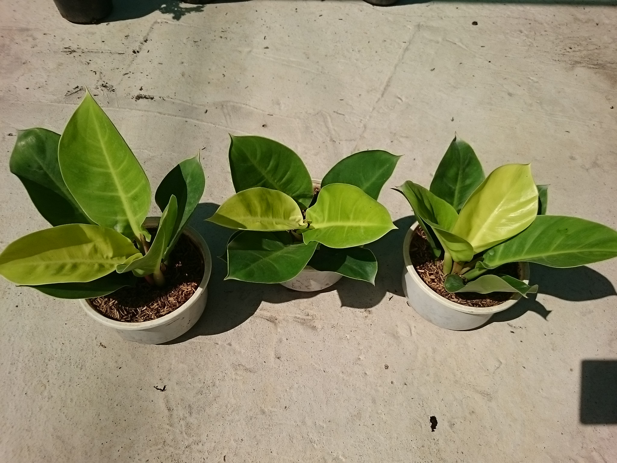 Cây Trầu Bà Đế Vương Vàng - cây cảnh để bàn