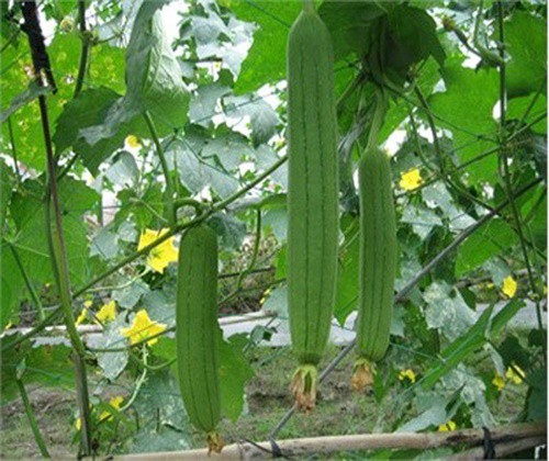 HẠT MƯỚP HƯƠNG - GÓI 10 HẠT