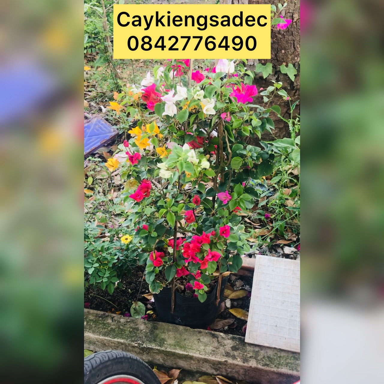 Cây hoa giấy thái caykiengsadec + tặng phân bón