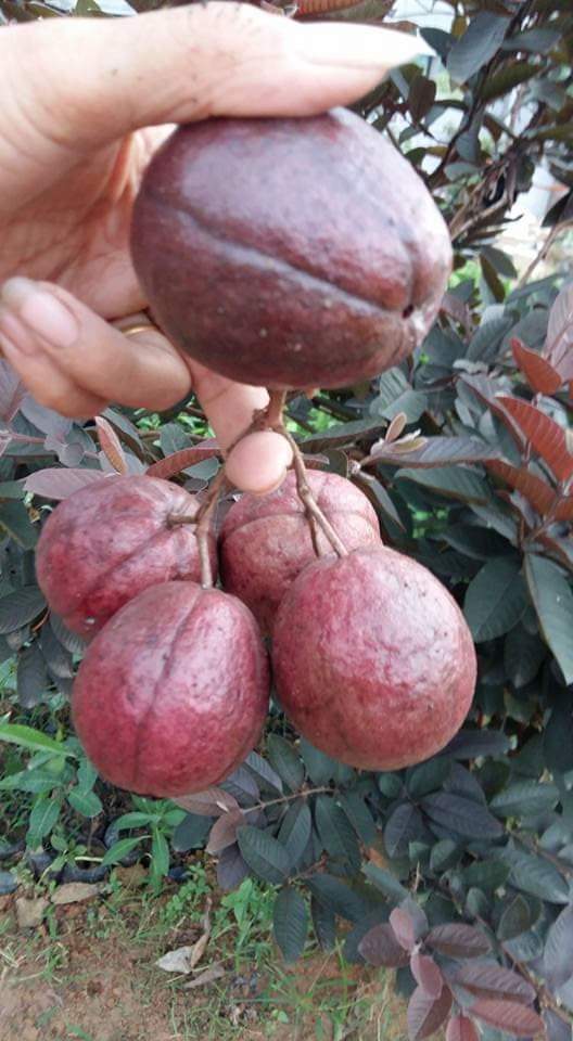 cây giống ổi tím (ổi đỏ malaysia) giống ổi mới nhập khẩu