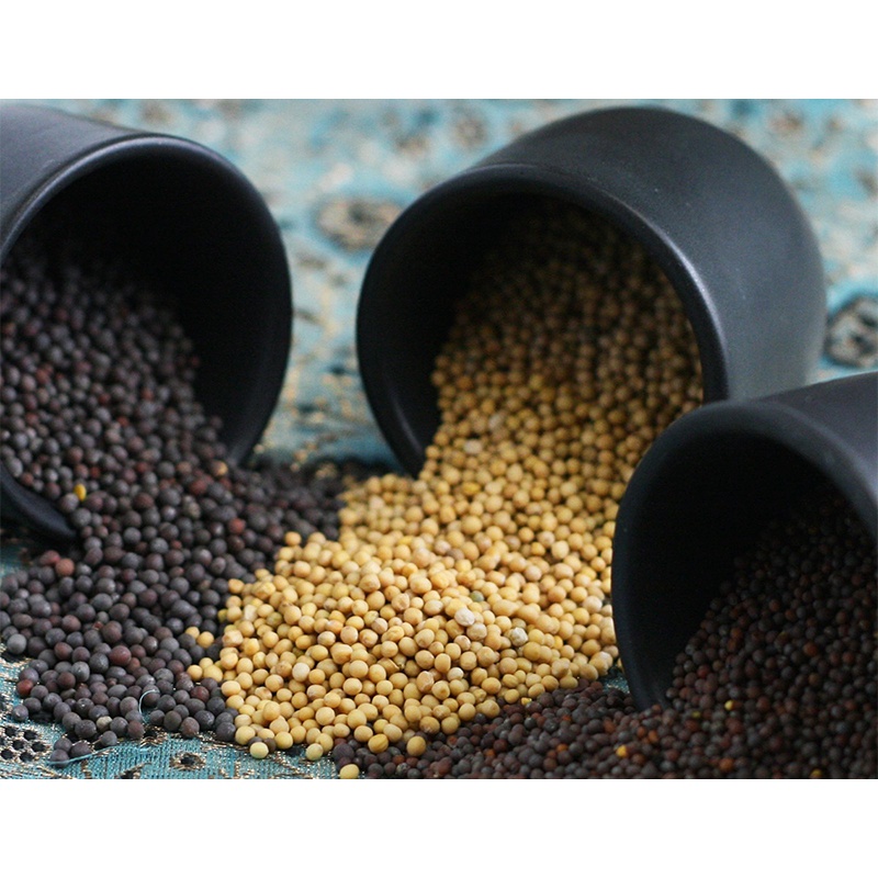 Hạt mù tạt đen, vàng Ấn Độ – Mustard Seed