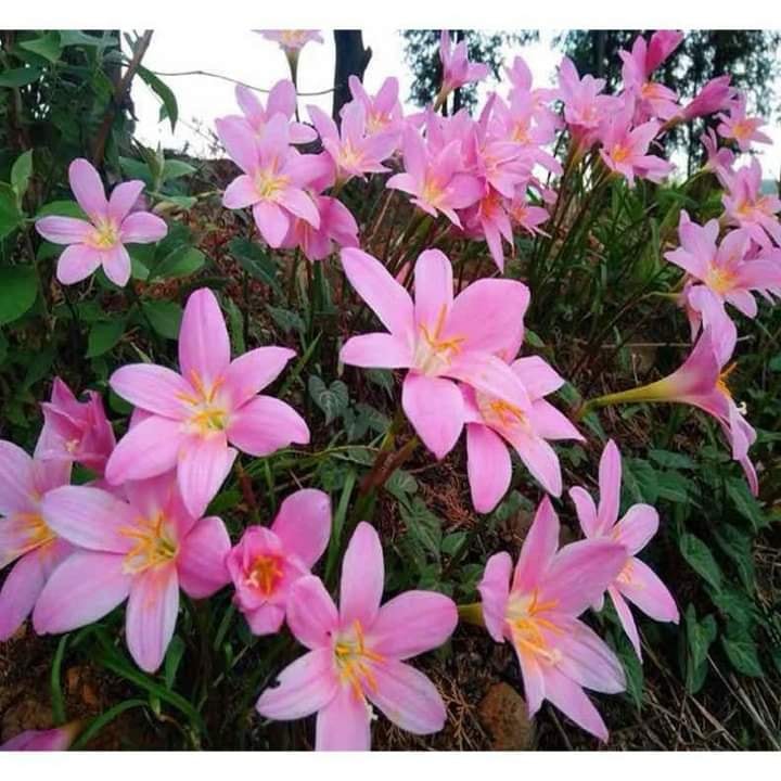 Bộ 20 Củ giống hoa huệ mưa hoa màu hồng