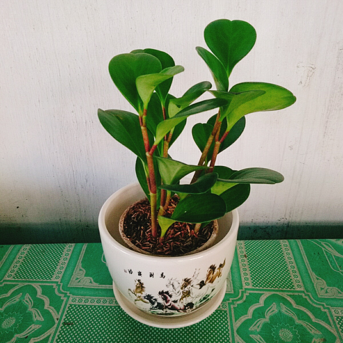 Cây Trường Sinh - cây cảnh để bàn