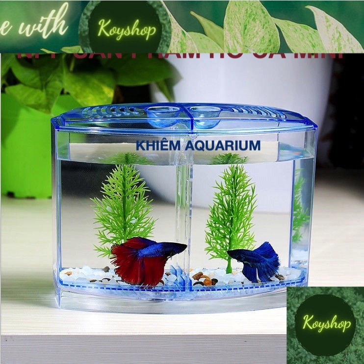 Hồ nhựa bể cá betta mini - hồ cá mini để bàn bằng nhựa cao cấp 1& 2 ngăn