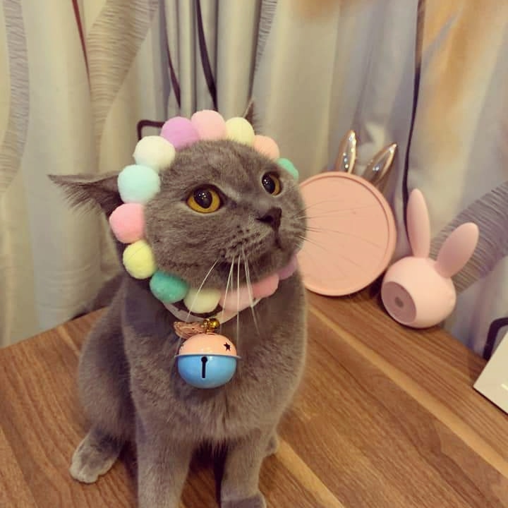 Vòng Cổ Pom Pom Cho Boss