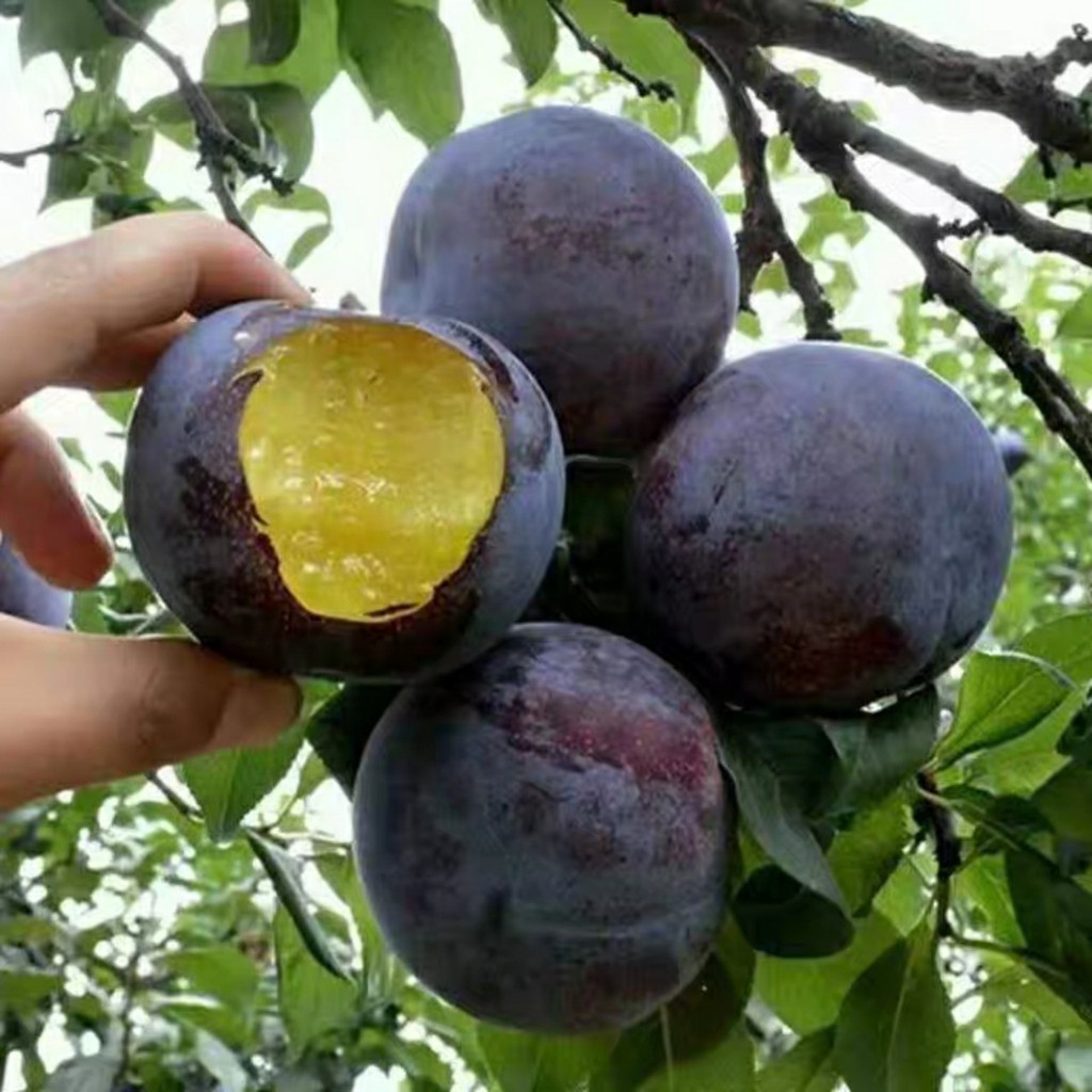 Cây giống MẬN đen (mận đường úc) - cây giống nhập khẩu