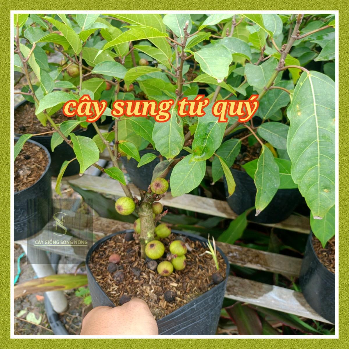 Cây sung tứ quý gửi cây có trái - giống sung siêu trái - cây giống song nông