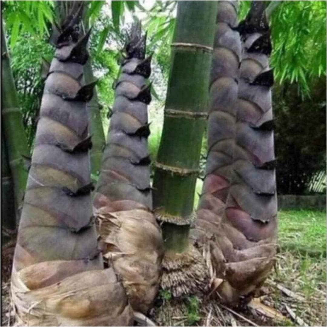 cây giống măng đen măng lục trúc