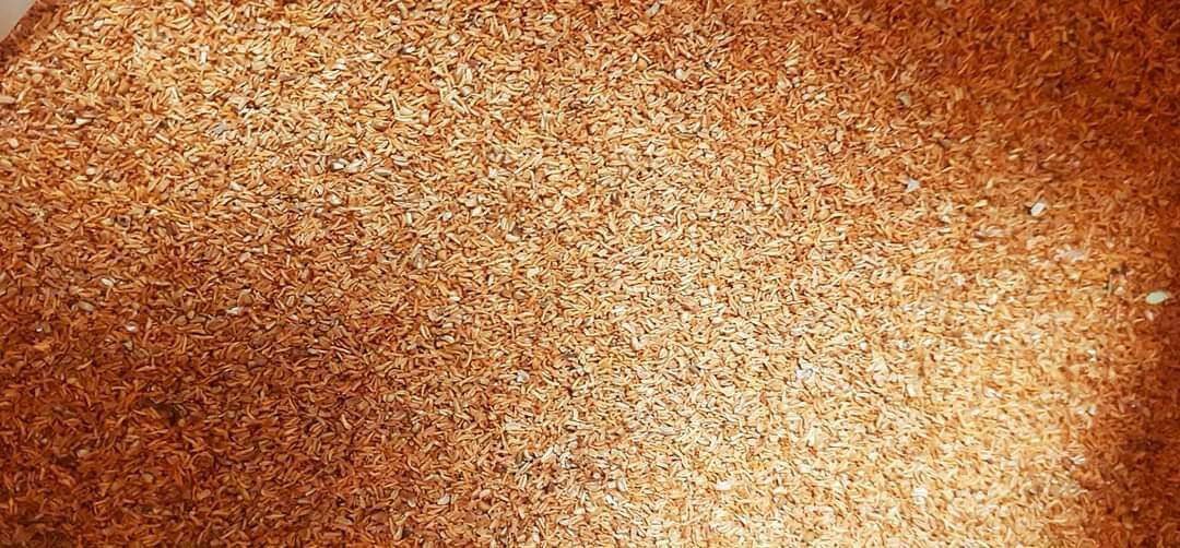 50 gram hạt giống bạch đàn trắng