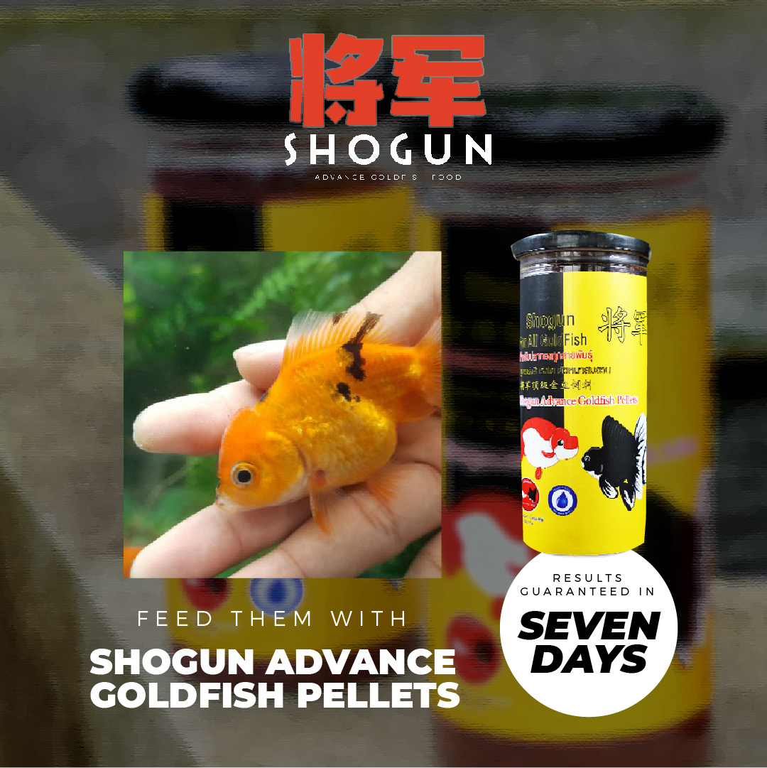 shogun advance goldfish pellets