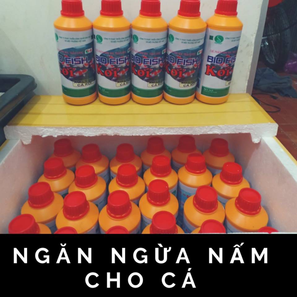 (FREESHIP) Men Vi Sinh Bio Fish Koi 1000ml (men vi sinh được tin dùng cho hồ cá koi)