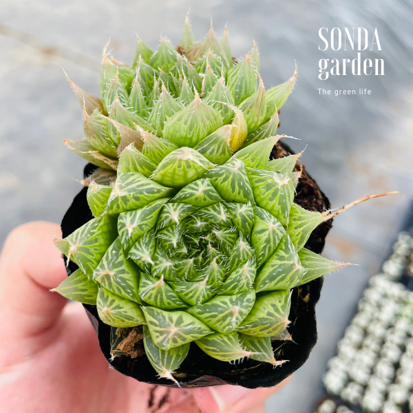 SEN ĐÁ DẠ QUANG SIZE BÉ SIÊU KHỎE ĐẸP LỖI 1 ĐỔI 1