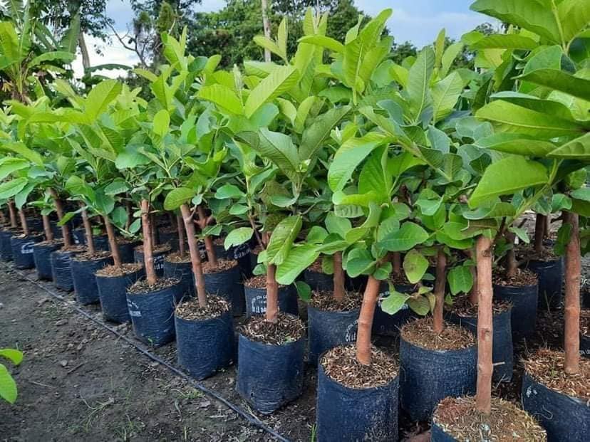 Cây Ổi Nữ Hoàng