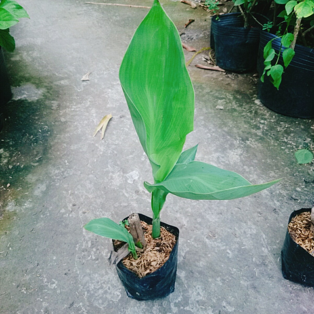 Cây Chuối Hoa thái (màu cam, thân lùn) - cây cảnh sân vườn