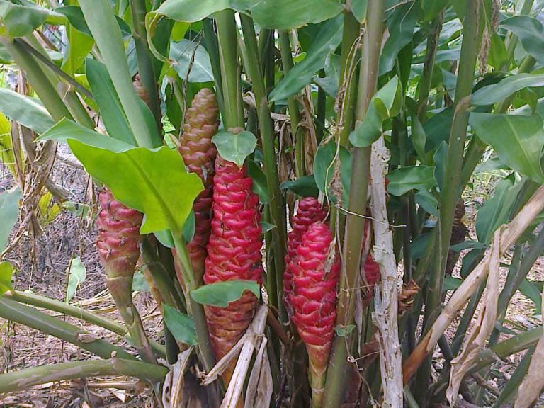 Củ gừng gió tươi 1 ký
