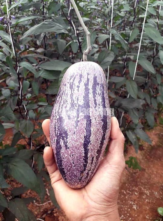 Cây giống Dưa hấu Pepino tím- cây ươm bầu đất