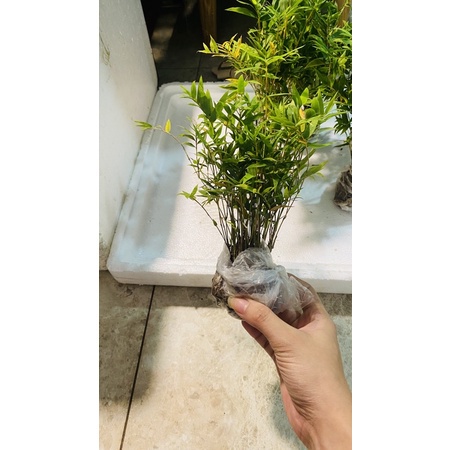 1 bụi Cây trúc tăm mini làm tiểu cảnh