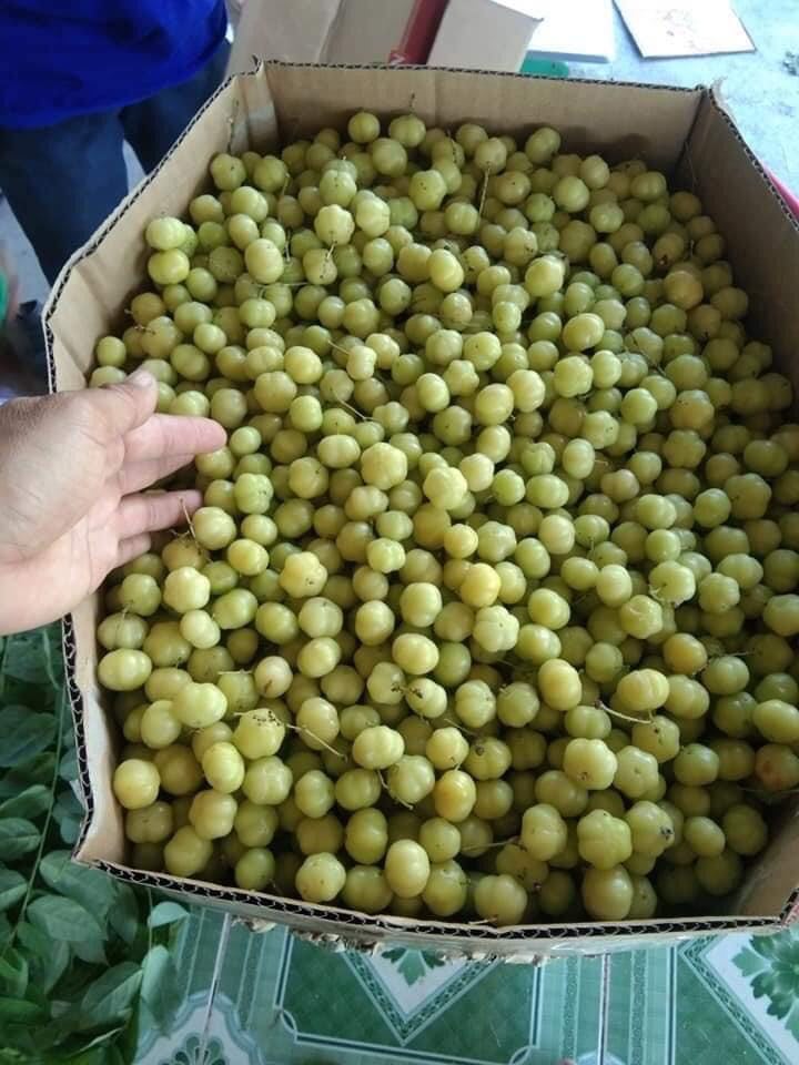 500GR MỨT CHÙM RUỘT - SƠ RI CHANH MUỐI SIÊU NGON