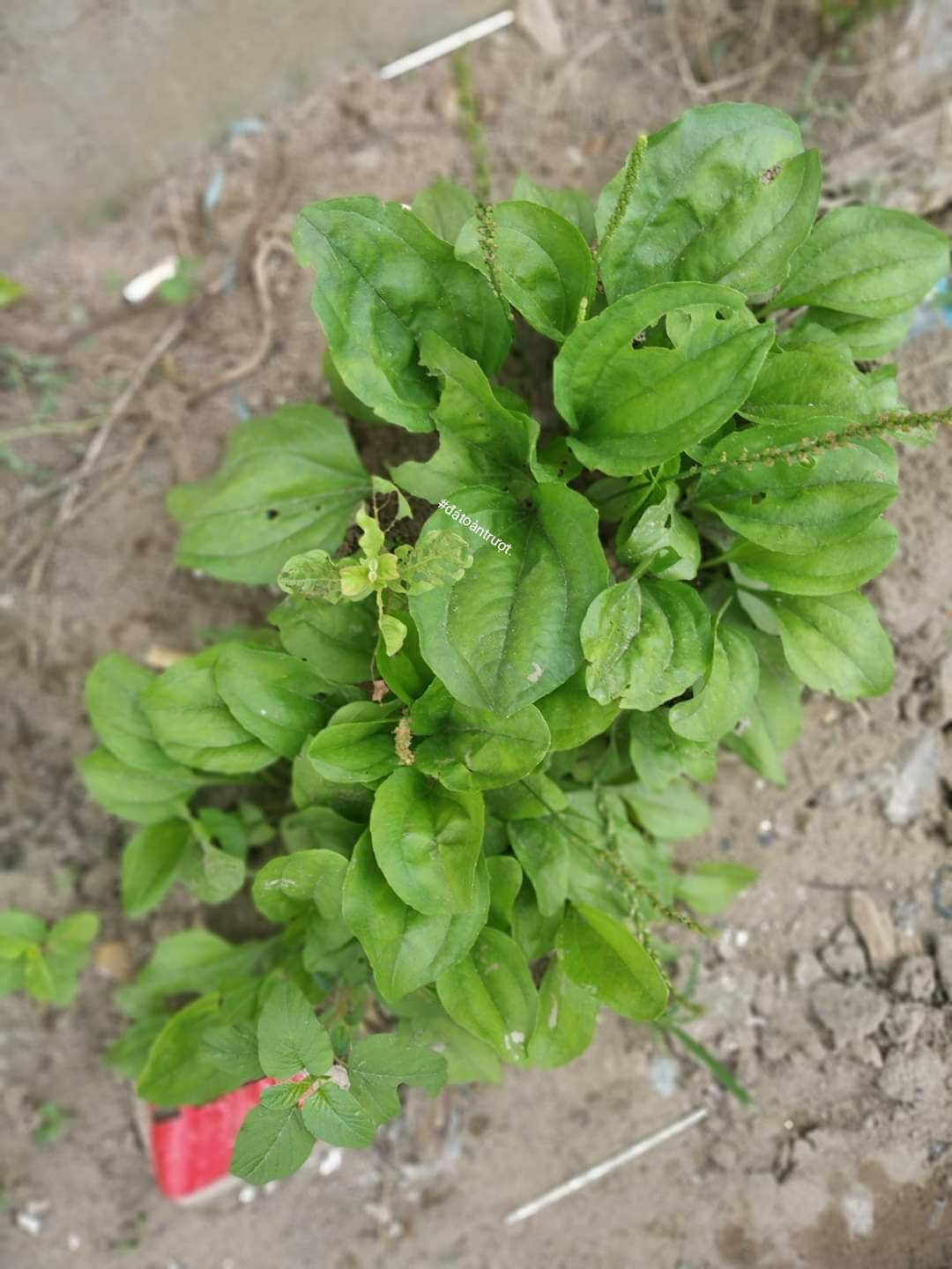 Hạt Giống Cây Mã Đề (1G)