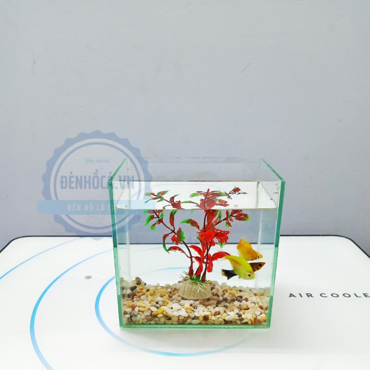 Bể cá mini Betta nhỏ xinh để bàn