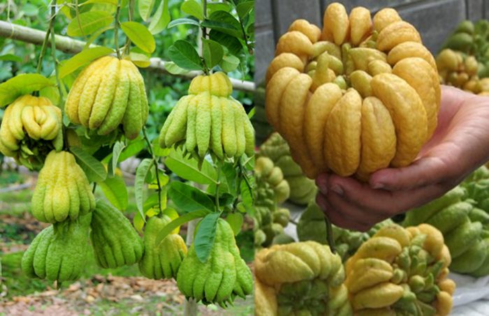 cây giống cây phật thủ