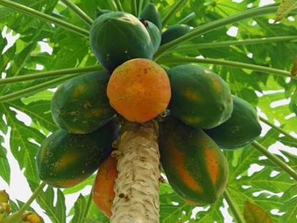 com bo 2 cây giống đu đủ ruột đỏ