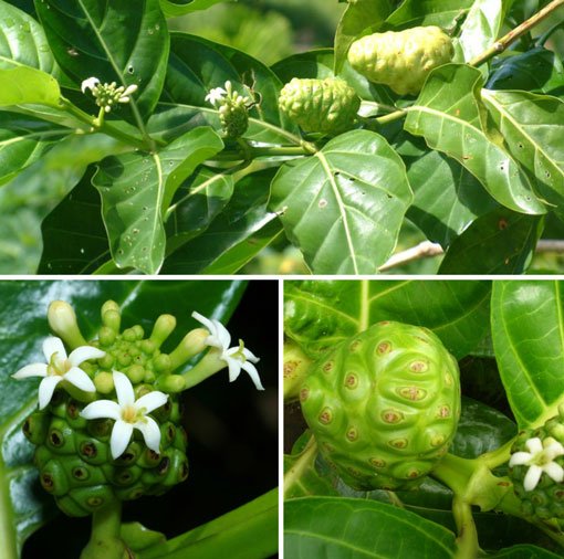 Hạt giống cây nhàu - Gói 50 hạt