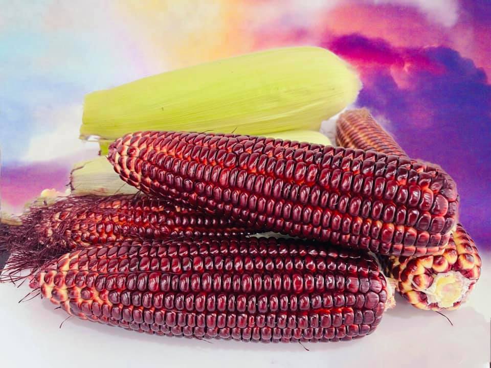 Hạt giống bắp nữ hoàng đỏ nova - Gói 50 hạt