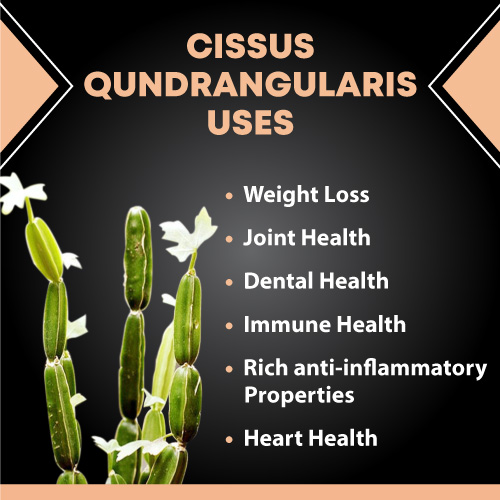 P. Quadrangularis Cissus Quadrangularis Extract Powder 300g | Daraz.pk