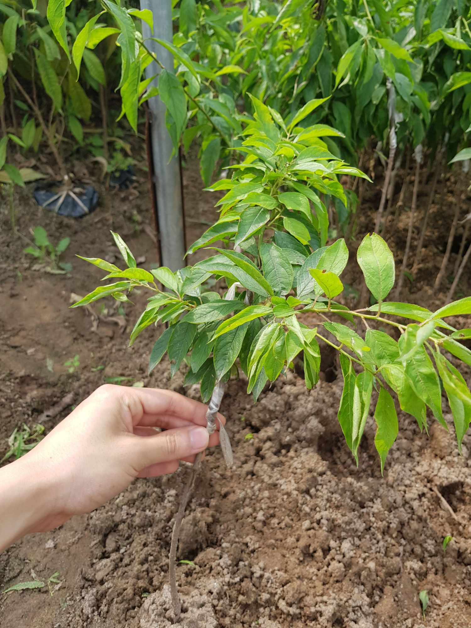 Cây Mận Hậu Sơn La