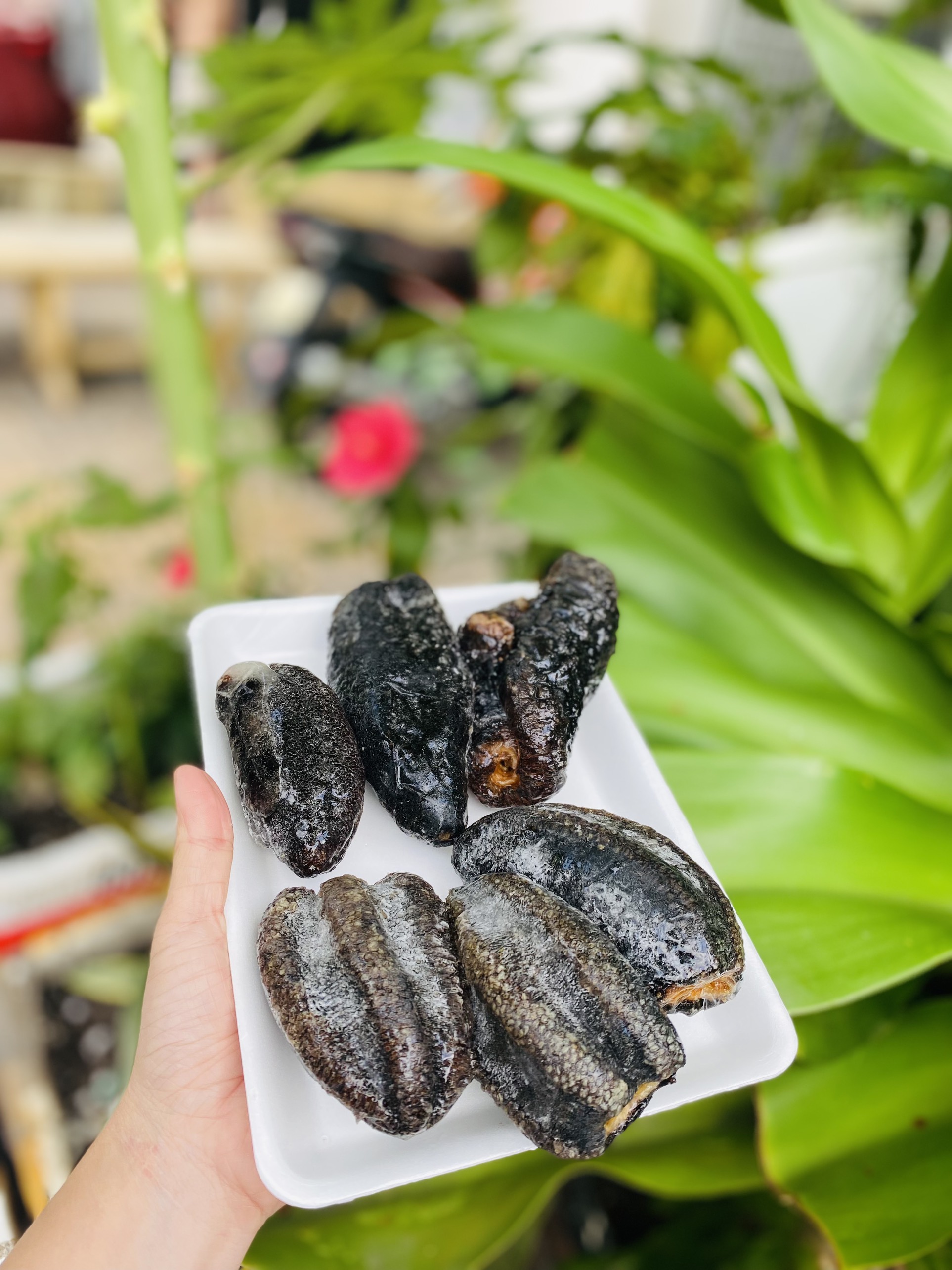[GIAO NHANH 2H HCM] Giá Sỉ 1Kg Hải Sâm Canada (NISSI)