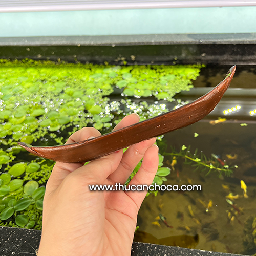 Thuyền xuồng nổi trang trí hồ cá (Mô hình)