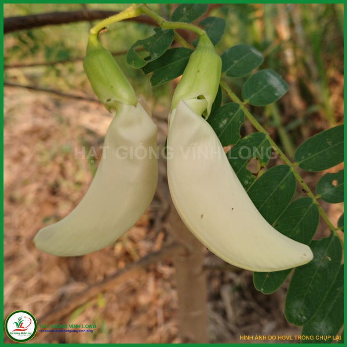 Hạt giống Bông so đũa trắng bốn mùa (hạt tự thu) - 20 hạt