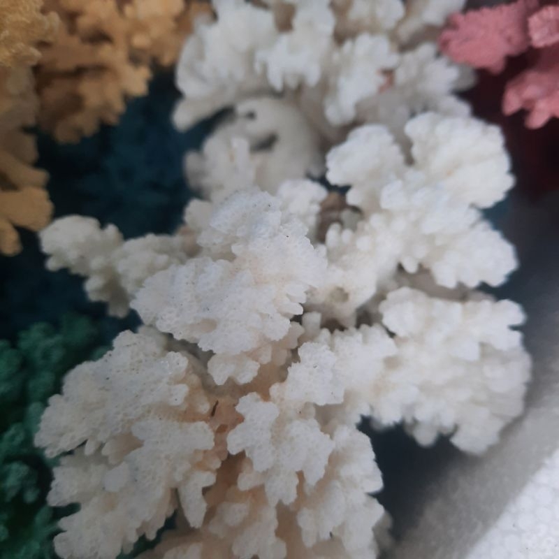 San Hô Tự Nhiên phủ acrylic