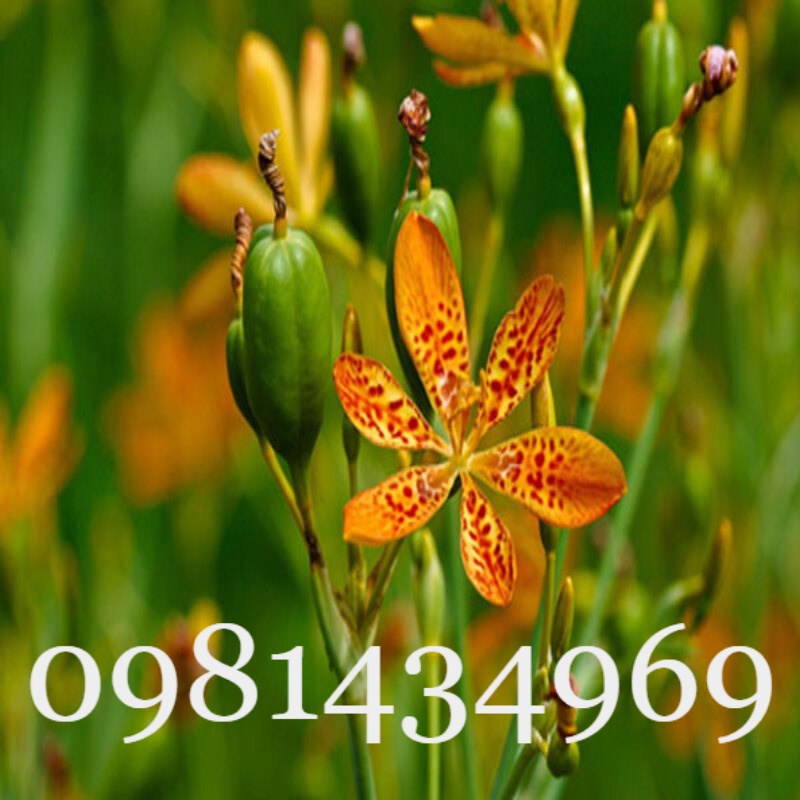 Củ Xạ Can (Rẻ Quạt) Khô 01KG Thơm Chuẩn