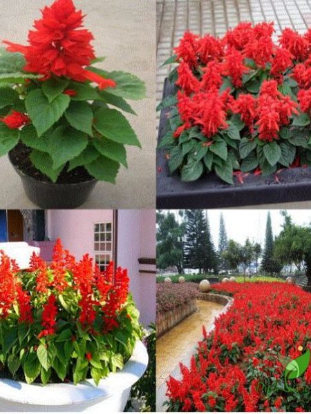 comno 10 cây Hoa Xác Pháo Đỏ-chậu 1 cây đang hoa