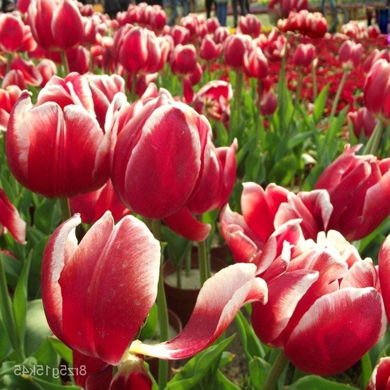 50 เมล็ดพันธุ์ Garden Seeds ทิวลิป เป็นสัญลักษณ์ของ จินตนาการ ความ