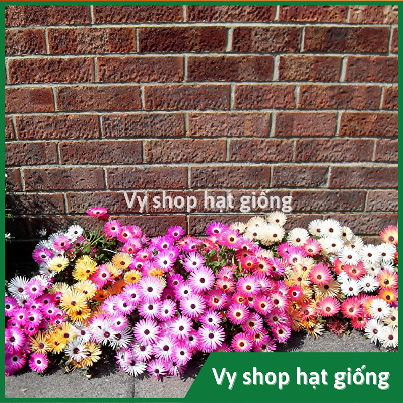 Hạt giống hoa mười giờ châu phi (Mesembryanthemum) gói 300 hạt mix màu