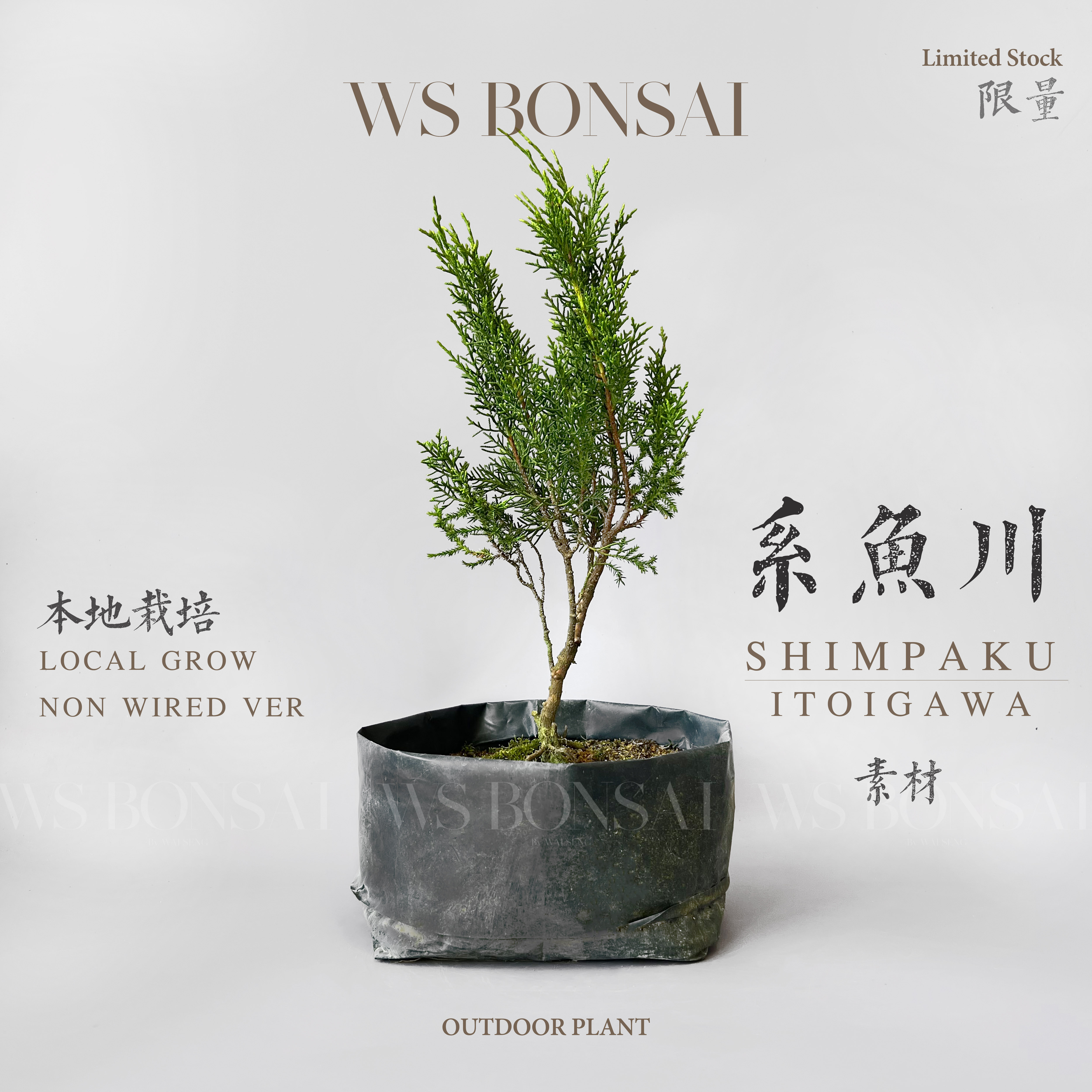 ITOIGAWA SHIMPAKU JUNIPER Bonsai Base 系鱼川日本真柏树苗