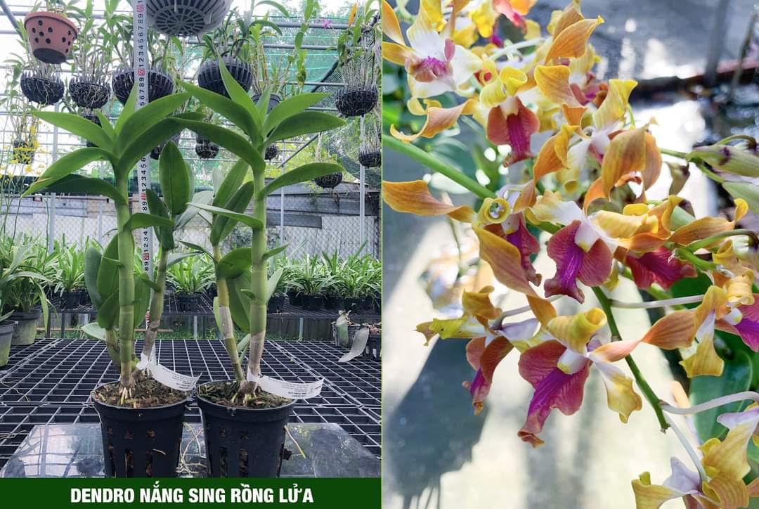 HOA LAN NẮNG SING RỒNG LỬA